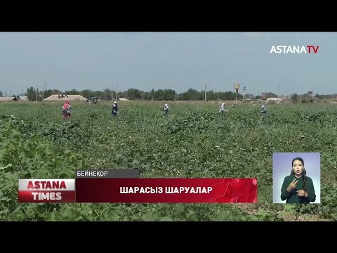 Видео: Түркістандық диқандар өнімін сатылымға шығара алмай отыр