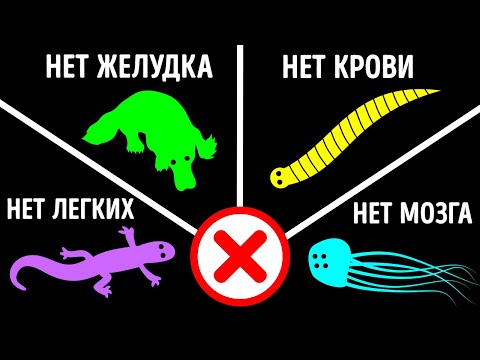 Видео: Факты о животных, о которых вы еще никогда не слышали