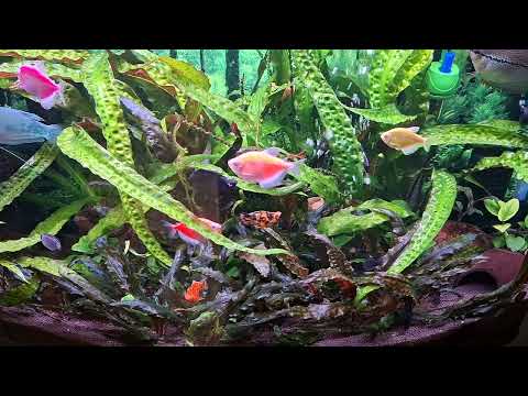 Видео: Как избежать болезни рыбок (манка)