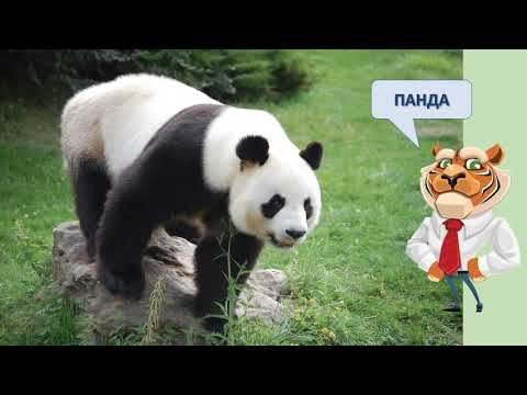 Видео: Диви животни што живеат на копно - 2 дел  /  Divi zivotni sto ziveat na kopno - 2 del