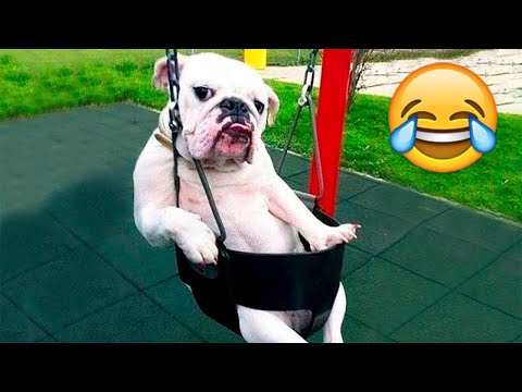 Видео: Смешни клипове (Част 17) 😂 Компилация със забавни животни 😸 Смешни котки и кучета