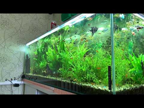 Видео: 150 меченосцев! Новости в 700л. Со2 даёт первые результаты!