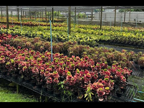 Видео: КРОТОНЫ-2024. Часть 1