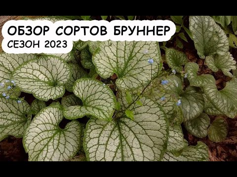 Видео: Обзор сортов бруннер, сезон 2023 #теневыносливыерастения #бруннеры