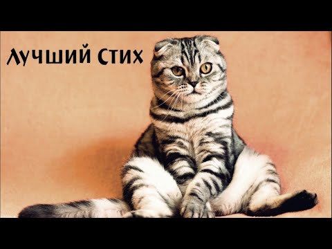 Видео: Лучшие стихи про кота. Смеялись от души!