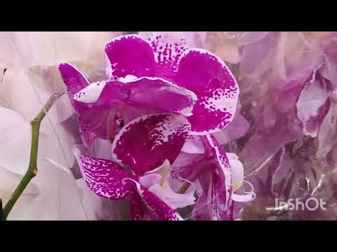 Видео: Обзор орхидей в Лемано Про( Новая Адыгея/21.08.25/