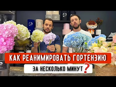 Видео: ❓Как продлить стойкость ГОРТЕНЗИИ? Как с ней работать? Как реанимировать гортензию, если завяла?