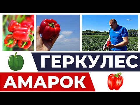 Видео: ЛУЧШИЕ КУБОВИДНЫЕ ПЕРЦЫ ДЛЯ ОТКРЫТОГО ГРУНТА! "АМАРОК" И "ГЕРКУЛЕС"! #перцы #агробизнес #геркулес