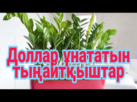 Видео: Доллар ұнататын дәрумен. Долларға керек тыңайтқыш.Үй гүлдерінің күтімі