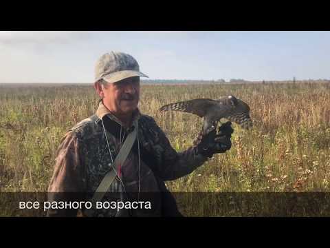 Видео: Соколиная охота сентября