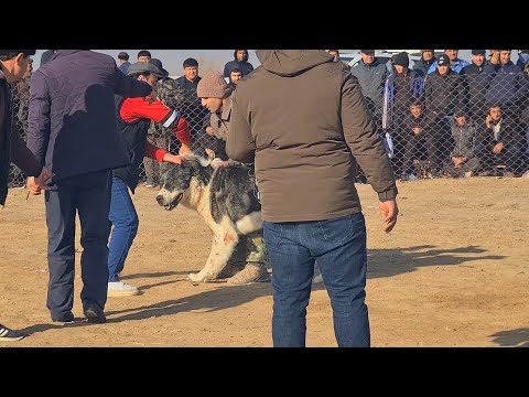 Видео: Турнир Тест Испытаний Теджен поле Такыр!
