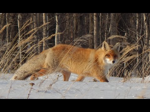 Видео: Охота на пушных. Охота на лису. Реакция лисы на манок.  The Fox's reaction to the decoy.