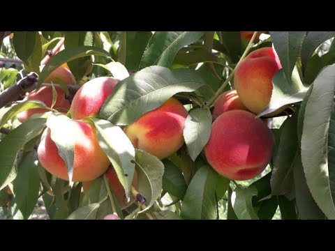 Видео: Шабдаалы багып өстүрүү боюнча ...