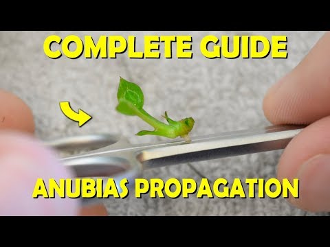 Видео: Полное руководство по размножению анубиасов для БЫСТРОГО РОСТА!!