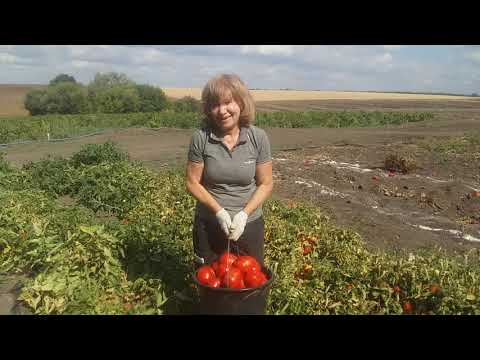 Видео: 09.09.2020 Томат Бобкат F1.