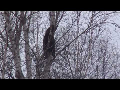 Видео: Трагическая гибель медведя 12 октября 2024