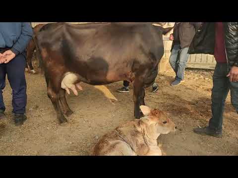 Видео: АСАКА ЧОРВА МОЛ БОЗОРИ
