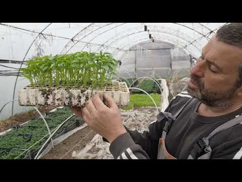 Видео: БЪЛГАРСКАТА ГРАДИНАРСКА ТРАДИЦИЯ част 15