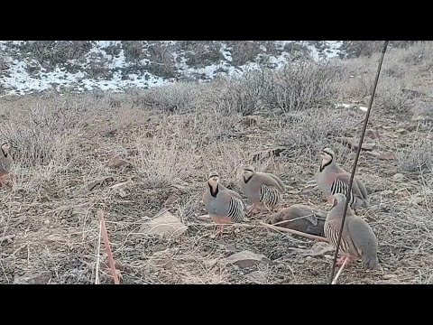 Видео: Охота в куропатка на гарах | Partridge ag fiach ar na garraithe | 21 декабря 2022 г.