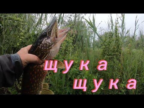 Видео: Решетилівка.Рибалка на щуку р Говтва