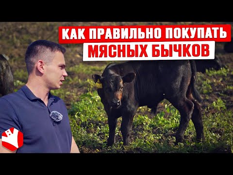 Видео: Как правильно покупать мясных бычков? | Разведение племенных бычков | КУЛЬТИВАТОР