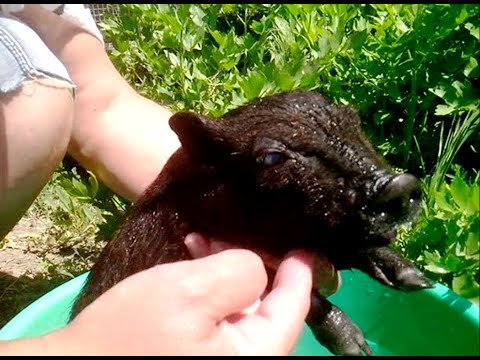 Видео: Вьетнамские свиньи.  Мини-пиг.  Весенние продажи.
