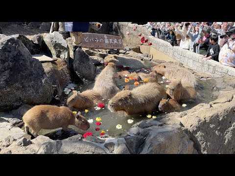 Видео: Посетите зоопарк Капибара-Хот-Спрингс и рождественскую иллюминацию Токио 2024 года🎄