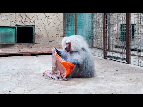 Видео: Лида устроила бунт! Они с Люсей бросили Елисея! Бесчувственные самки гамадрила ввели в тоску вожака!