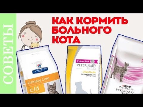 Видео: Чем кормить кота при мочекаменной болезни? Советы ветеринара.