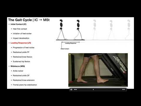 Видео: Цикл походки [Часть 1] | Начальный контакт (IC) → Средняя фаза (MSt)