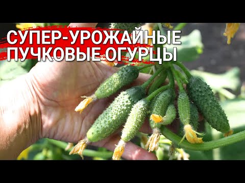 Видео: Супер-урожайные пучковые огурцы