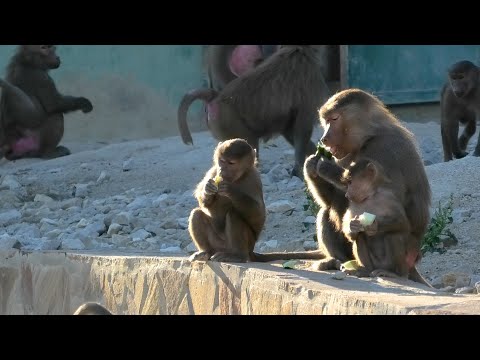 Видео: Мигель ловит угощения в лапы, Изаура ругается с самками Деда! Подстраиваемся под новую локацию ДОМ2