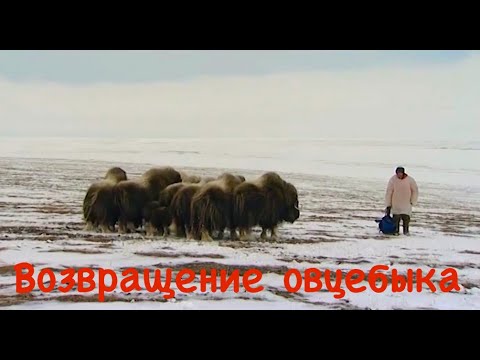 Видео: Возвращение овцебыка. Два исследователя отправляются на север Таймыра, где выживают в дикой природе.