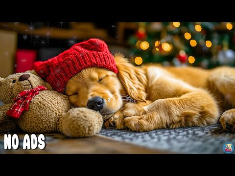 Видео: 12 Часов Успокаивающая Музыка для Собак🐶Музыка от Тревоги для Собак🐶🎵Музыка для Снятия Стресса для