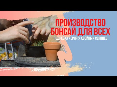 Видео: Как начать заниматься бонсай? С чего начать заниматься бонсай? Саженцы бонсай.