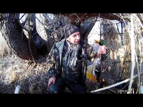 Видео: Весенняя охота на селезня с подсадной 2019!