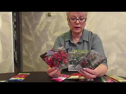 Видео: Эти цветы нужно посеять в январе.