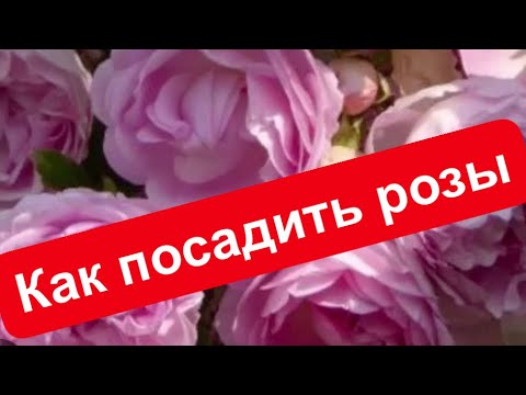 Видео: КАК ПРАВИЛЬНО ПОСАДИТЬ РОЗЫ? УЖЕ МНОГО ПОКУПАТЕЛЕЙ ЖАЛУЮТСЯ МНЕ НА САЖЕНЦЫ РОЗ, ПРИ ПОЛУЧЕНИИ , 💣🧨
