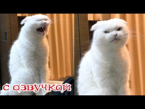Видео: ПРИКОЛЫ С КОТАМИ! С ОЗВУЧКОЙ! Самые смешные животные! Смешные коты и собаки!