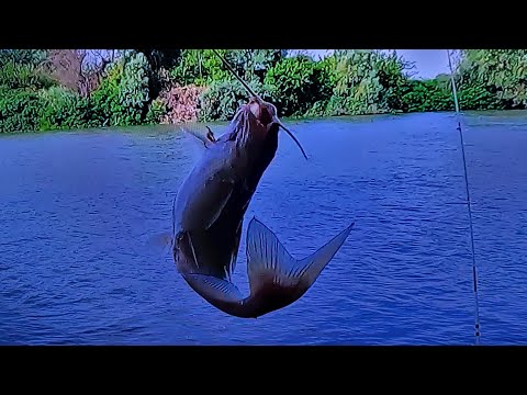 Видео: Рыбалка на Кубани. Ч 1. Что такое "не клюёт" и как с ним бороться...