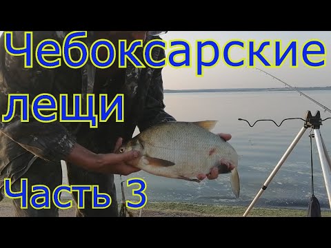 Видео: Большие лещи из Чебоксар