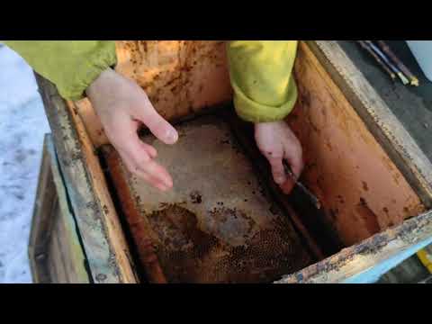 Видео: Пчеловодство. Облёт пчёл в последний день зимы! Как перезимовали пчёлы.Что с кормами.