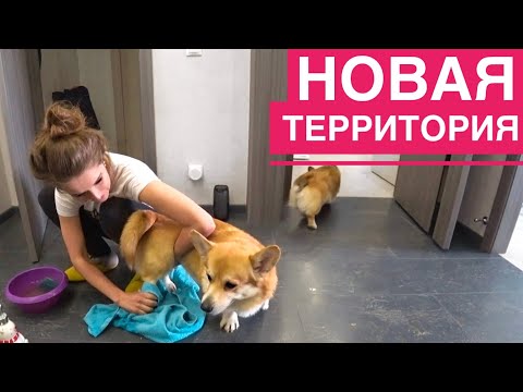 Видео: ЗНАКОМИМ собак с котиками! Было очень страшно😲 Часть 1
