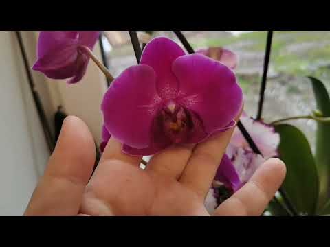 Видео: Новый стеллаж для фиалок, цветение фиалок и орхидей, кормушка для птиц. 27.10.2025