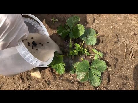 Видео: Чем подкормить клубнику до цветения