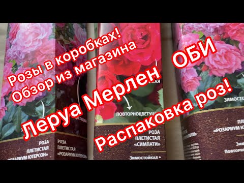 Видео: Розы в коробках. Обзор, распаковка, качество, корневая система!