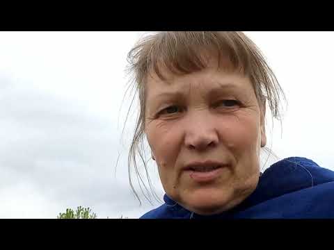 Видео: плюс іще один сорт полуниці, полуницеманія продовжується