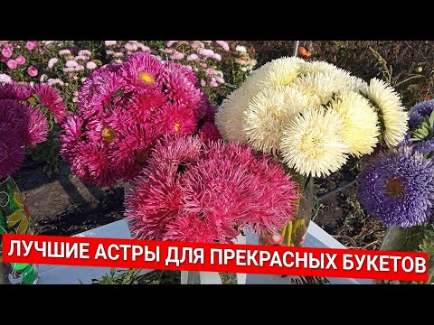 Видео: Лучшие астры для прекрасных букетов