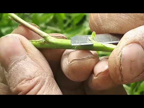 Видео: ГИЛОСНИ КУКИГА КУК УЛАМАСИ.