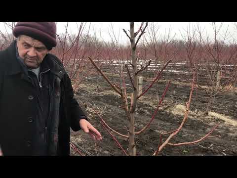 Видео: Обрезка Яблони, Черешни, персика.